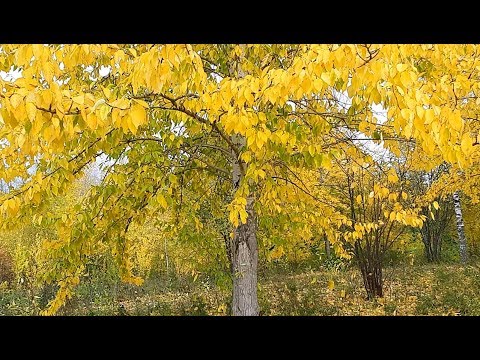 Видео: Грустная музыка без слов и осенние пейзажи | Аж до слез...