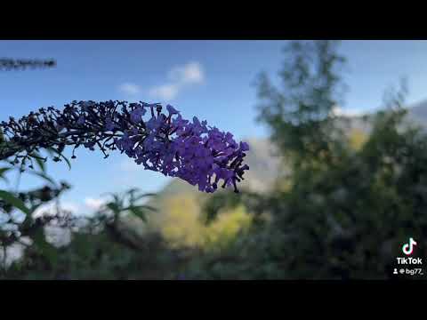 Видео: България🇧🇬