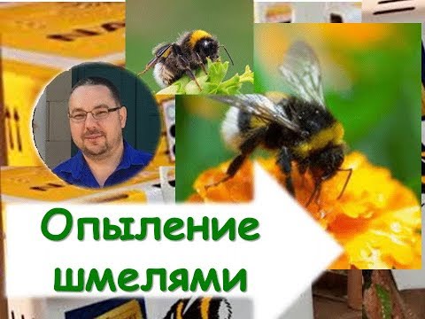 Видео: Опыление шмелями. Особенности и преимущества естественного опыления растений.