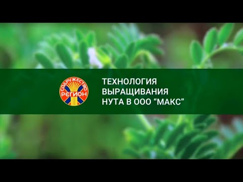 Видео: Технология выращивания высококачественных семян нута сортов Волгоградской селекции в  ООО «МАКС»