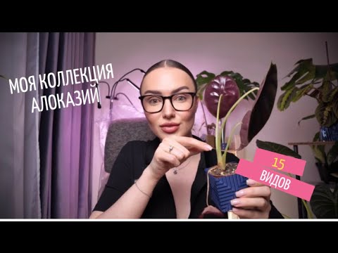 Видео: #8 #алоказии в моей коллекции из 15 видов