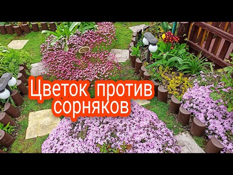 Видео: Этот цветок затмит Цветением и избавит от Сорняков!