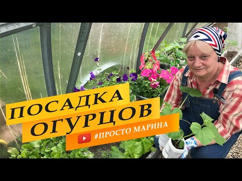 Видео: Посадка рассады огурцов в теплицу. Что добавить в лунку для хорошего роста и урожая.