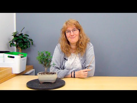 Видео: Бонсай из падуба (ч.1).