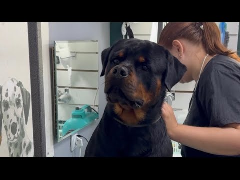 Видео: Грумминг воспитанного ротвейлера/#ротвейлердэдди #rottweiler #груминг