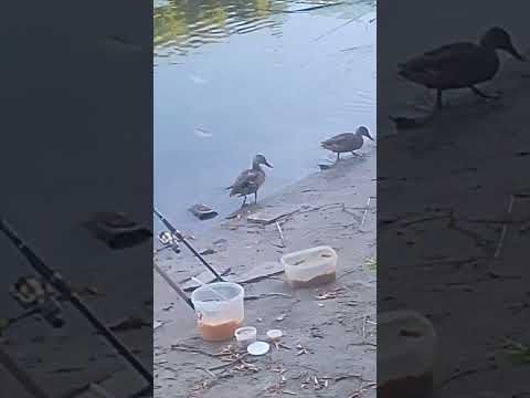 Видео: Утки знаяли моё место))  #рыбалка #лесныепрогулки #carpfishing #fishing