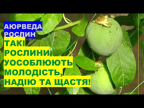 Видео: Ці рослини уособлюють молодість, надію та щастя!