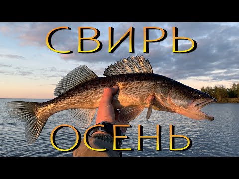 Видео: РЫБАКОП НА СВИРИ!