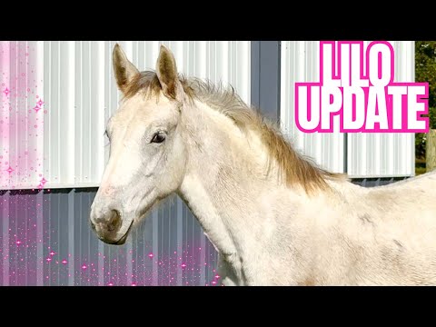 Видео: Эта кобылка уже не та… Всё изменилось