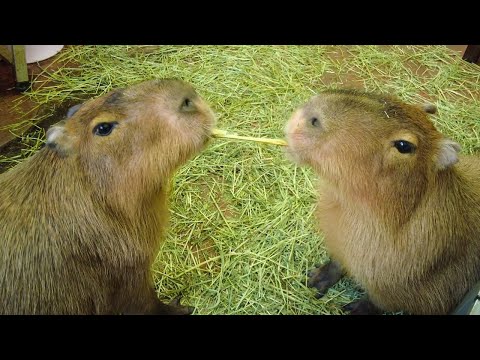 Видео: Очаровательное кафе Capybara в Японии 😍 Capybara Land PUIPUI Yokohama