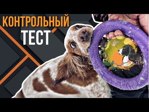 Видео: Тест ЩРОСов (контрольный тест русского охотничьего спаниеля )