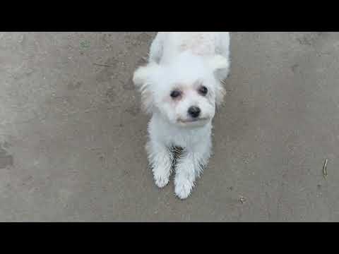 Видео: Тикап Тедди пудель