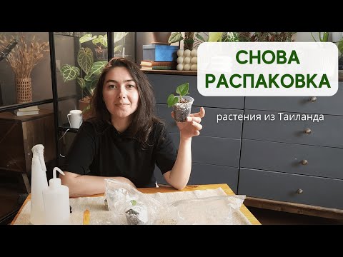 Видео: Растения из ТАИЛАНДА / Распаковка, ПОСАДКА сеянцев АНТУРИУМОВ