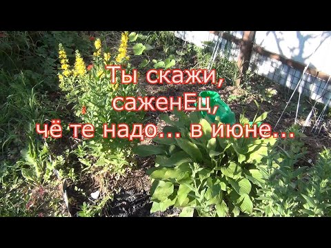 Видео: Уход за САЖЕНЦАМИ ВИНОГРАДА ЛЕТОМ. Кормим. Помогаем. Защищаем