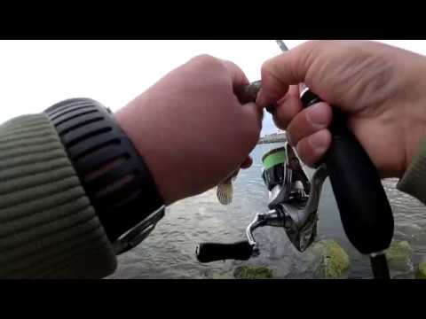 Видео: Вечерний жор бычка! Два бычка на один крючок! Ловля на ультралайт