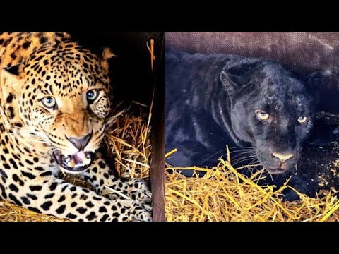 Видео: Вывезли Черного Леопарда ,Пятнистого, Тигра и Тима Из Сватово!