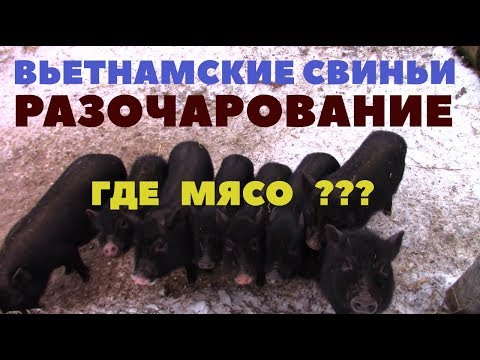 Видео: Вьетнамские свиньи - разочарование