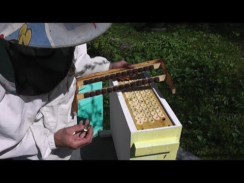 Видео: попробовал стартёры в ящике.Понравилось.