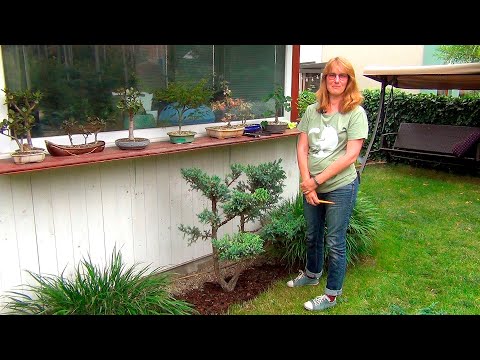 Видео: Обрезка можжевельника (ч.3).