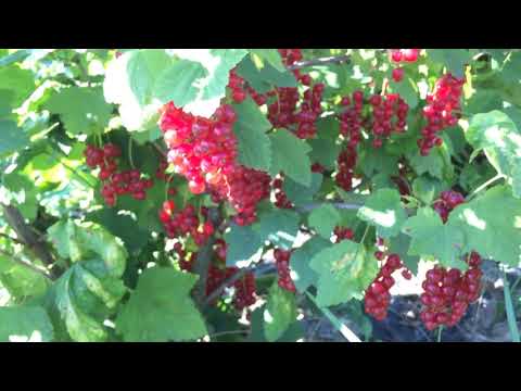 Видео: Красная смородина Ровада.Второй год плодоношения.