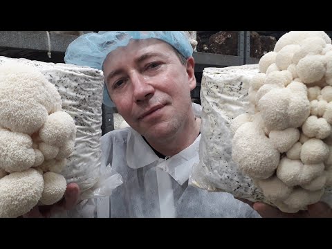 Видео: Ежевик гребенчатый (Герициум). Готовим лечебную настойку!