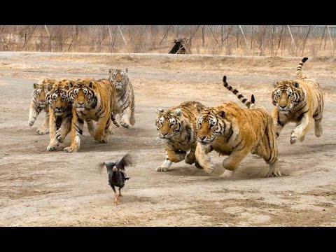 Видео: ArmaL1FE "Снова в бегах" (3)