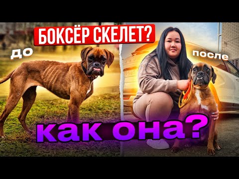 Видео: Как же истощенная  боксёрка Грейси?😳 Как она себя чувствует?😱