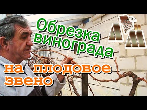 Видео: 🍇 Обрезка винограда на плодовое звено