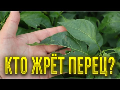 Видео: Дырки на листьях перца могут привести к потере урожая  Как защитить перец от вредителей