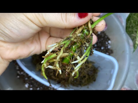 Видео: МОХ+ПИЩЕВАЯ ПЛЕНКА=100% результат УКОРЕНЕНИЯ АГЛАОНЕМЫ