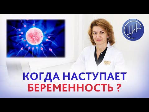 Видео: Овуляция и оплодотворение. Когда наступает беременность после овуляции? Дементьева С.Н.