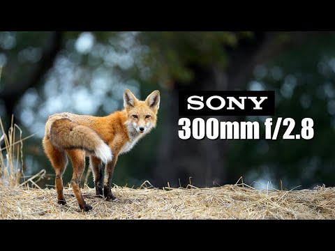 Видео: Обзор: Sony 300mm f/2.8 GM и сравнение с конкурентами