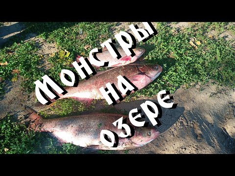 Видео: Рыбалка на толстолоба. Озеро " Рыбацкая усадьба".