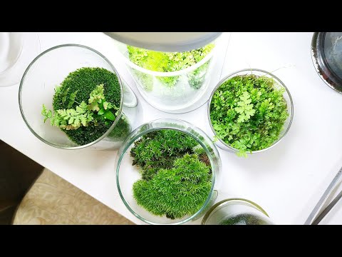 Видео: Миникусы 🍃 Все мои домашние мини-флорариумы
