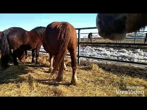 Видео: История как покупал Баланса и Лакмуса
