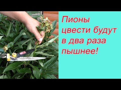 Видео: Как обрезать и чем подкормить пионы после цветения.