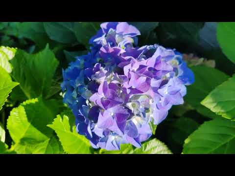 Видео: 15.09.25.Последнее цветение крупнолистных гортензий 