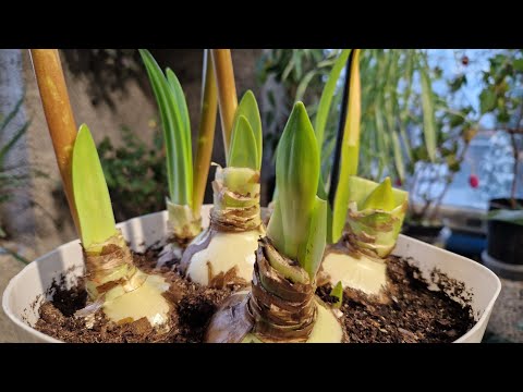 Видео: Гиппеаструм ЦВЕТЕНИЕ БЕЗ ПОКОЯ! 🔥 Лохматые ТРАДЕСКАНЦИИ. Увидела ЯЗЫК ДЯТЛА 😲 Начали БАД от ХРОМОТЫ.