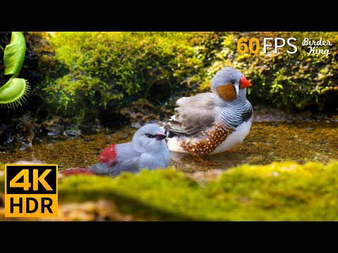 Видео: КОШКА ТВ 😺 Красивые птицы и белки в саду 🐿 8 часов 4K HDR 60FPS