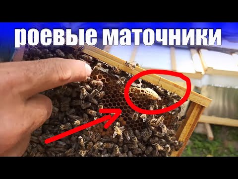 Видео: Как распознать роение пчел на пасеке. Роевые маточники и поиск матки