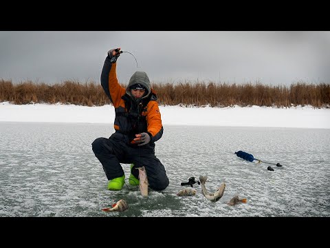 Видео: Вот это поклевки! Судаки и окуни разорвали балансир! Зимняя рыбалка.