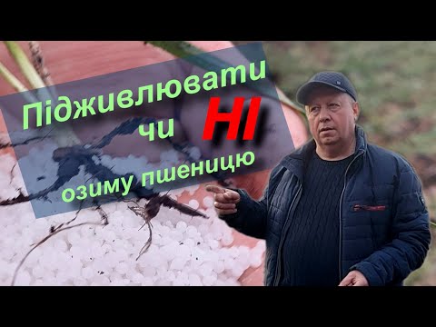 Видео: Підживлювати чи не підживлювати озиму пшеницю?