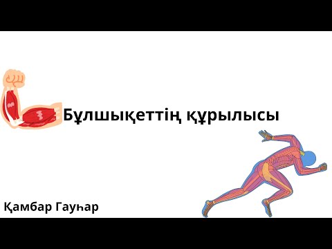 Видео: Бұлшықет құрылысы , Рефлекстік доға