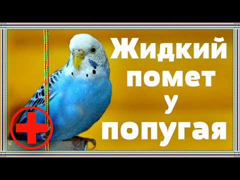 Видео: Временный жидкий помет у попугая.Когда это нормально и лечения не требует.