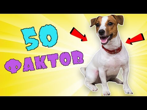 Видео: 50 ФАКТОВ О МОЕЙ СОБАКЕ | ДЖЕК РАССЕЛ ТЕРЬЕР ЛИЗА