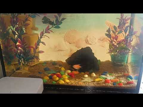 Видео: Вернули петушка обратно 