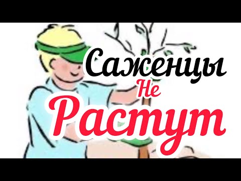 Видео: Нет прироста.Почему не развивается саженец.
