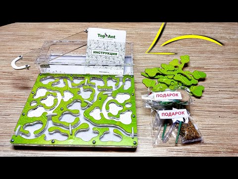 Видео: МОЙ ПЕРВЫЙ ФОРМИКАРИЙ - Муравьиная ферма Top ant