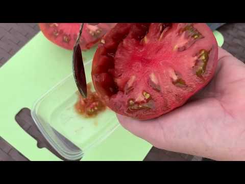 Видео: Томаты.Как собирать семена томатов.
