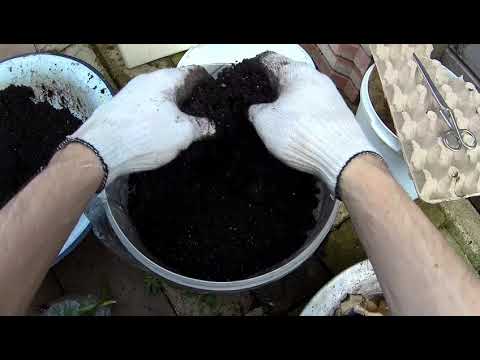 Видео: ЕР - 3 ЕДА ДЛЯ ЧЕРВЕЙ ДЕНДРОБЕНА И СТАРАТЕЛЬ